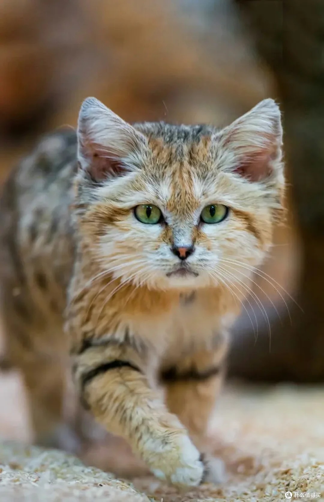 为什么有时猫咪喜欢躲起来,然后突然出现吓你一跳?