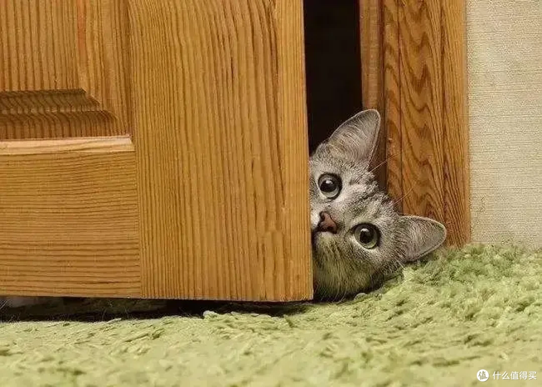 为什么有时猫咪喜欢躲起来,然后突然出现吓你一跳?