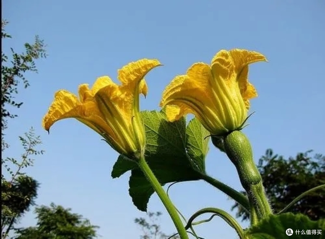 酿南瓜花:万物皆可制作家常美食