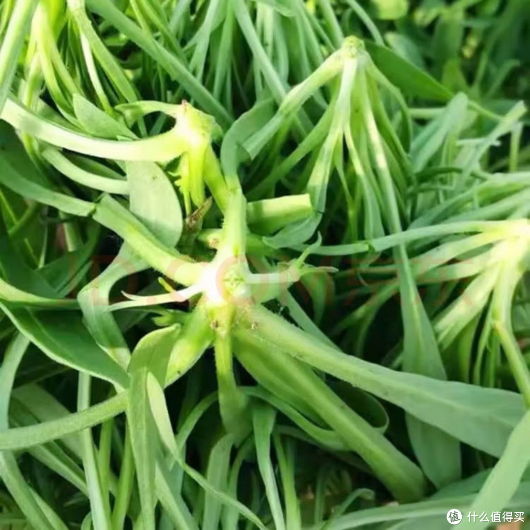 新鲜野菜面条菜