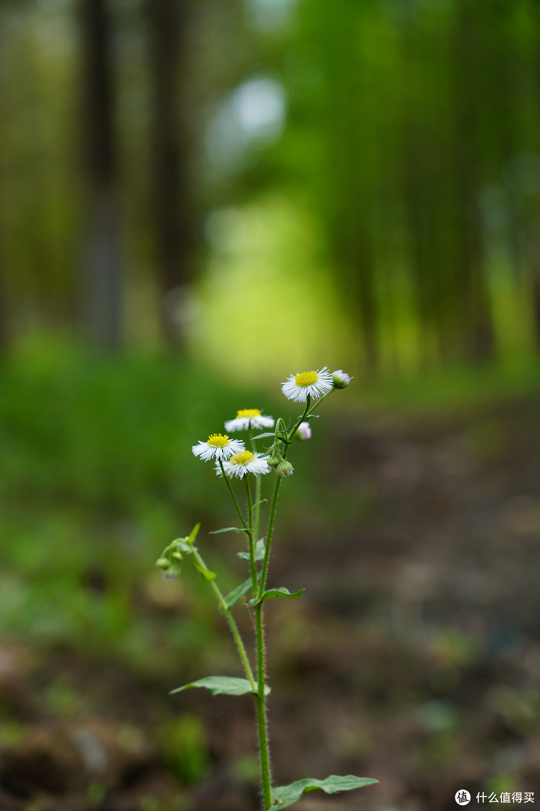 f/5 1/400s ISO200 82mm