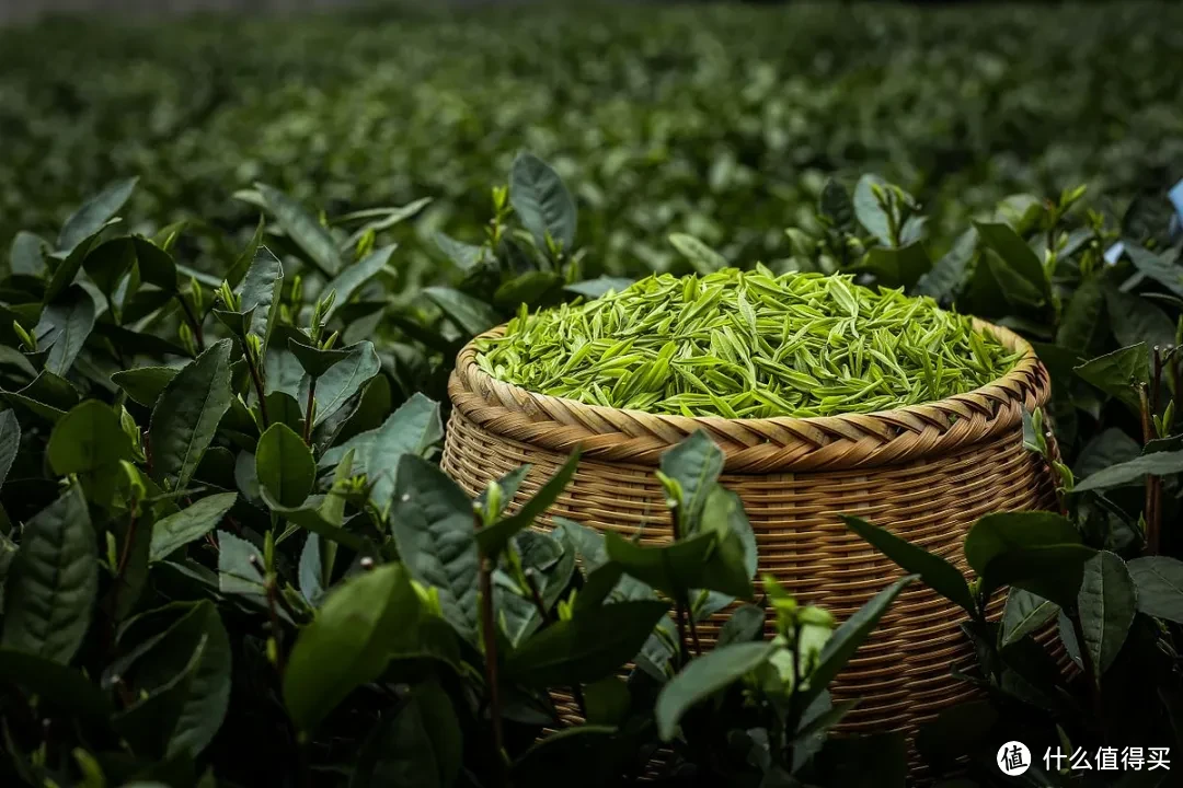四川茶博会 为什么只有茶树叶可泡水喝，其他树叶子不能泡水喝呢？