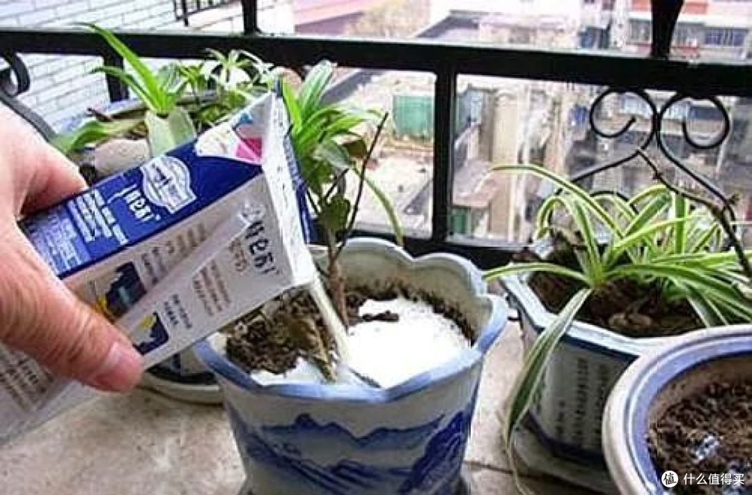 这5个养花坏习惯，正在悄悄伤害你，很多人不了解，还一直坚持！