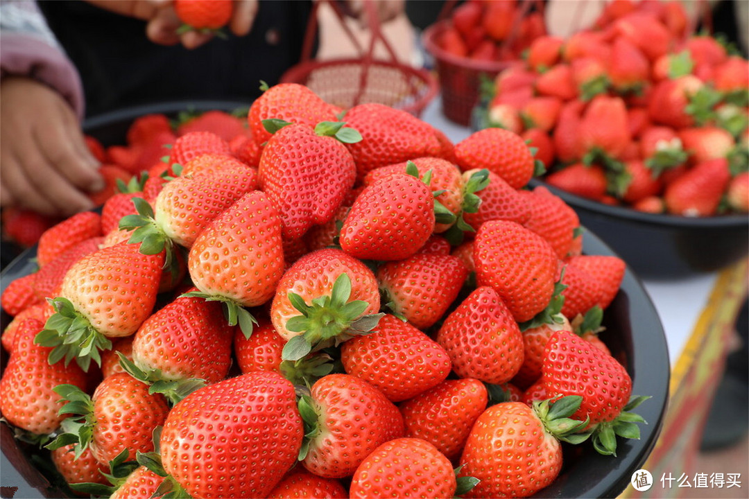 水果产量第三的省份是谁？不是南方省！廉价的草莓西瓜苹果吃到饱
