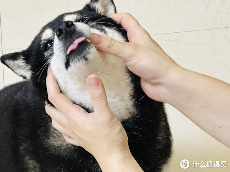 心理医生如何PUA狗子——从心理学原理学会给毛孩子刷牙