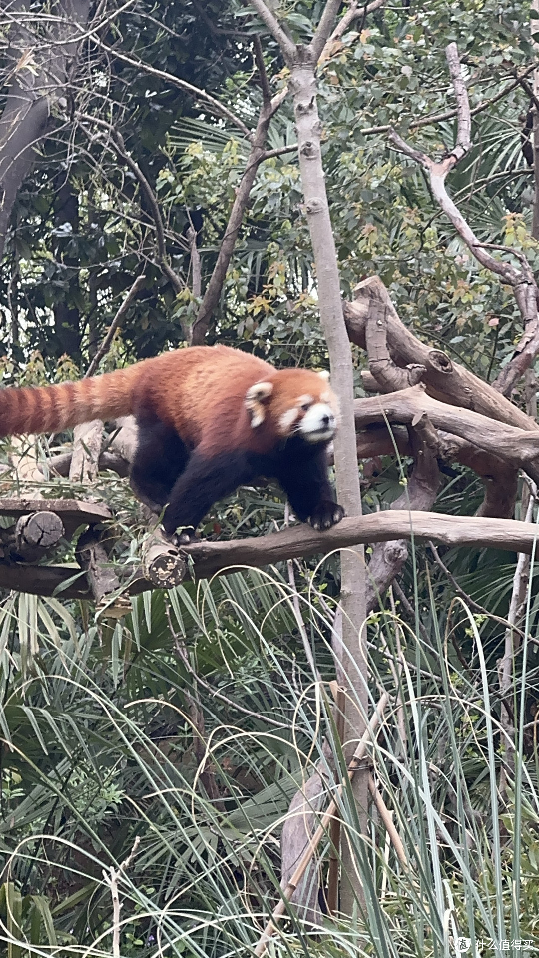 南京 l 逛红山森林动物园了，大熊猫，小熊猫，考拉，长颈鹿，卡皮巴拉，各色小动物萌化你