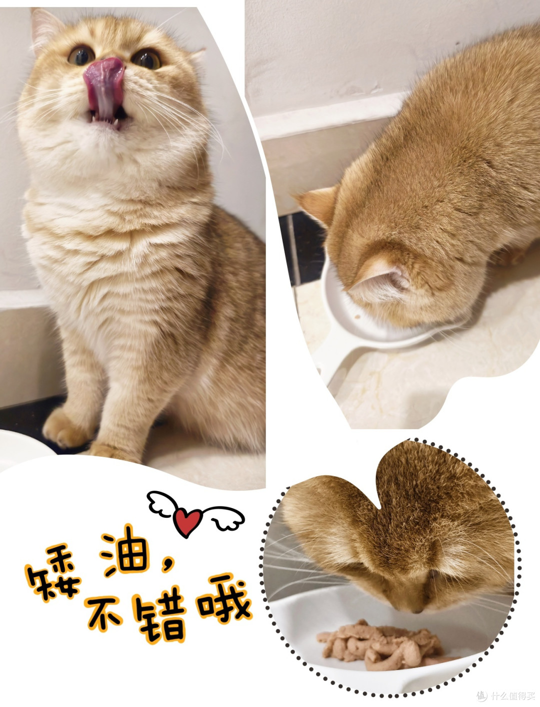 如何拯救不爱吃鱼油的小猫咪？？