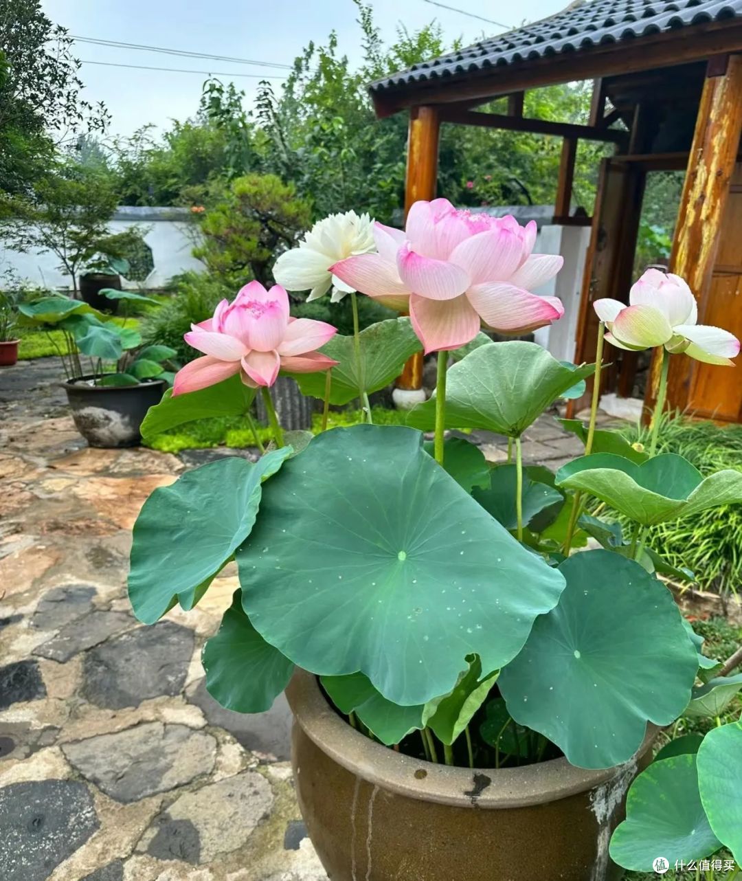 “废弃水缸”拿来养花种树,美成一幅画,城里人都要羡慕死了!