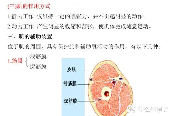 筋膜枪什么牌子好用？五大真香招牌型号速来码住