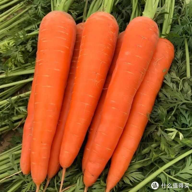 春天来了，你的餐桌上怎能少了胡萝卜？