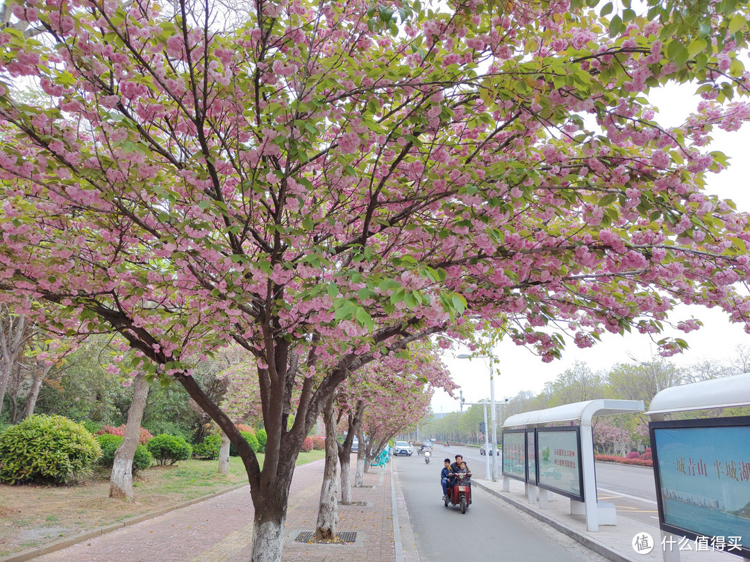 徐州春天最美的路