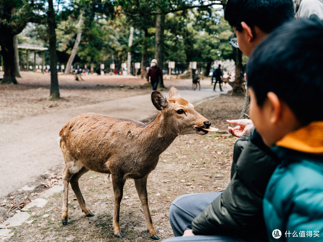 2024春节日本之行-DAY7-去奈良，把这辈子该见的鹿都喂一遍