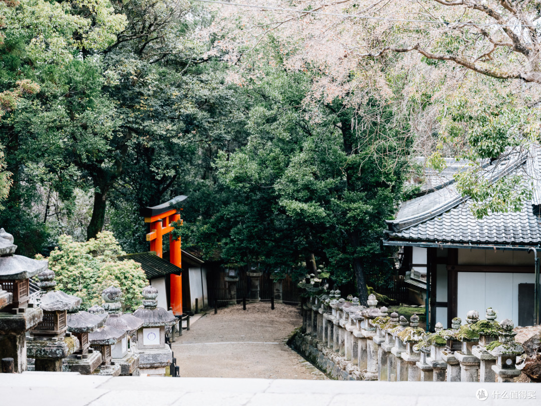 2024春节日本之行-DAY7-去奈良,把这辈子该见的鹿都喂一遍