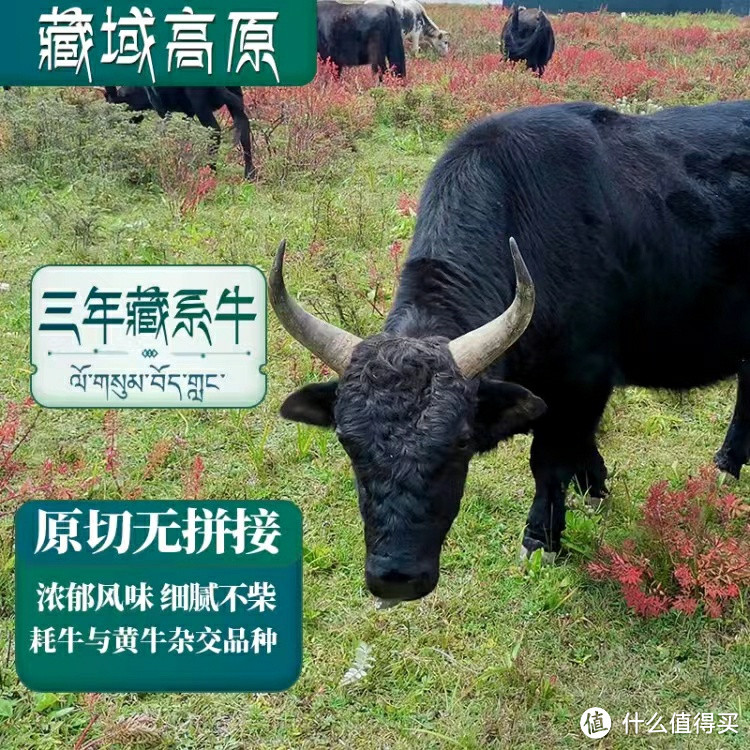 高海拔慢养三年藏牛，小炒牛肉的极致美味！