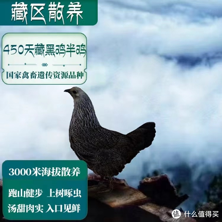 京东独家！900g农家散养藏黑鸡，每一口都是山野的味道！
