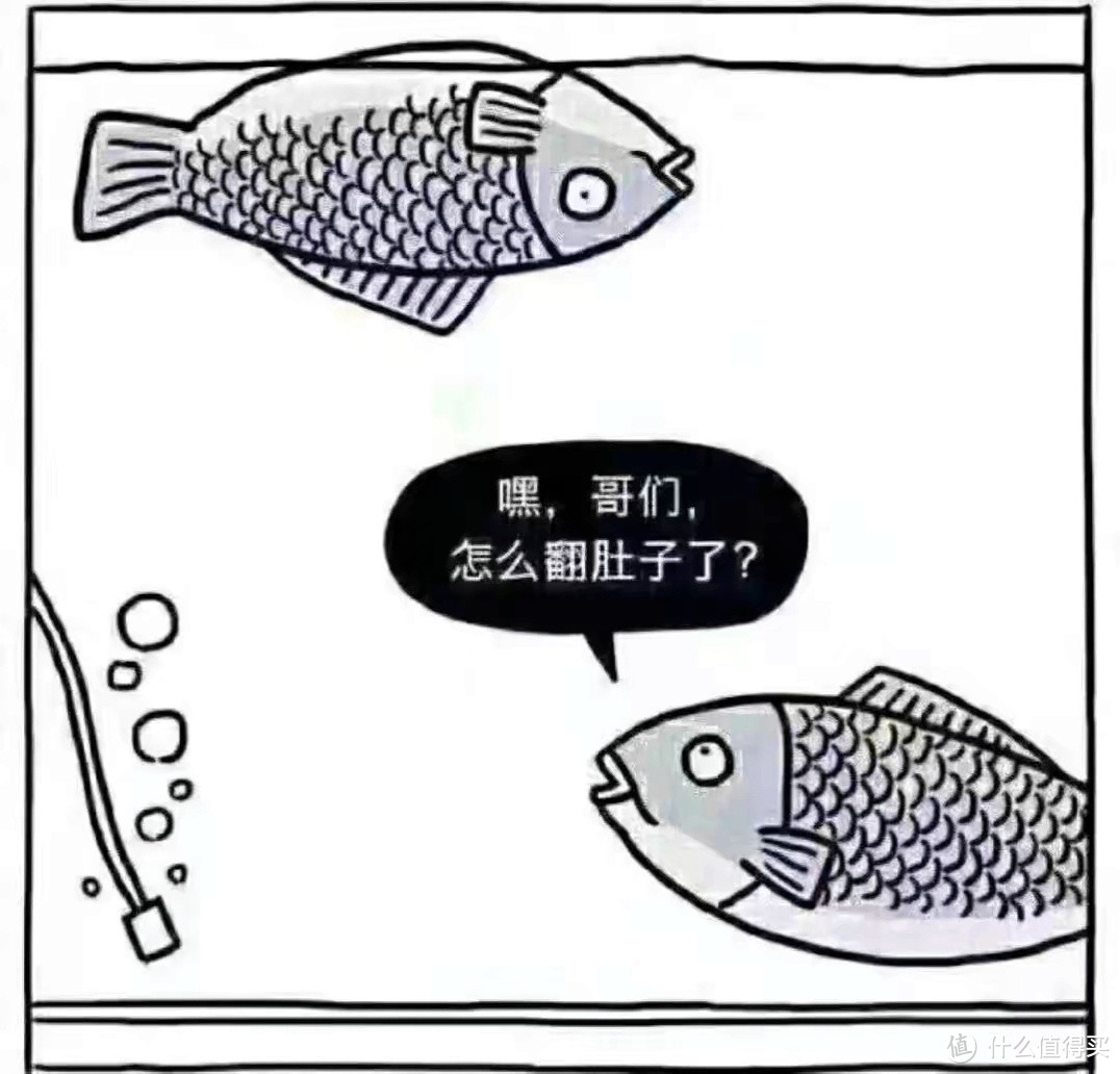 我们养的观赏鱼会被淹死?是的!你别不信,不过原因很简单