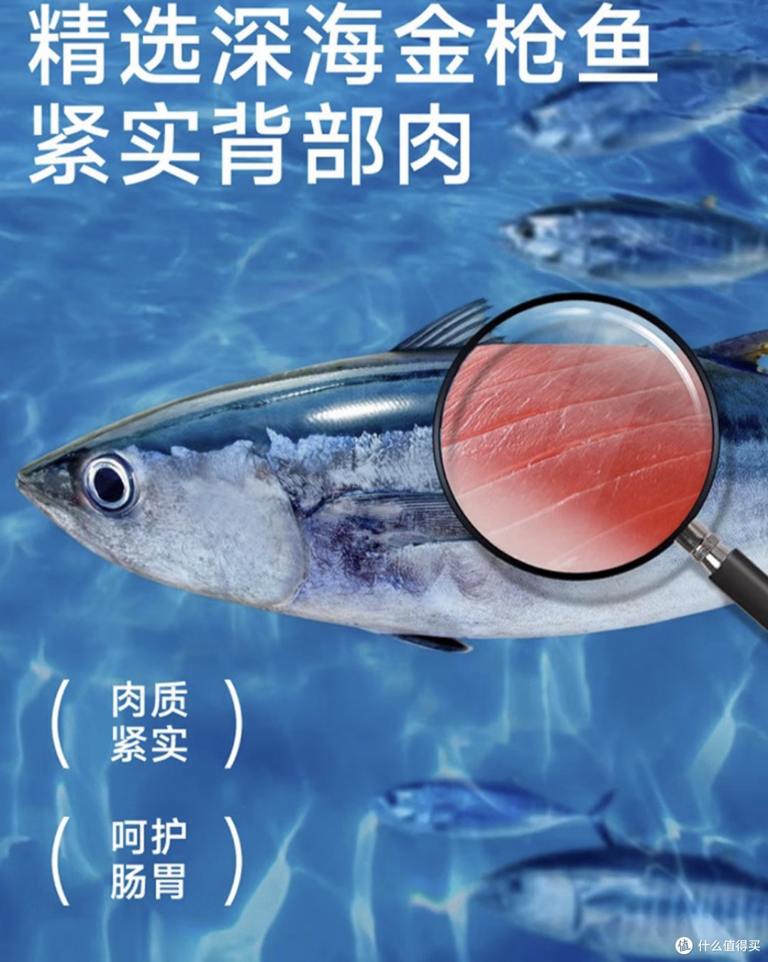 喵星人的营养盛宴:宽福金枪鱼红肉罐头,猫咪健康与美味的双重奇迹!