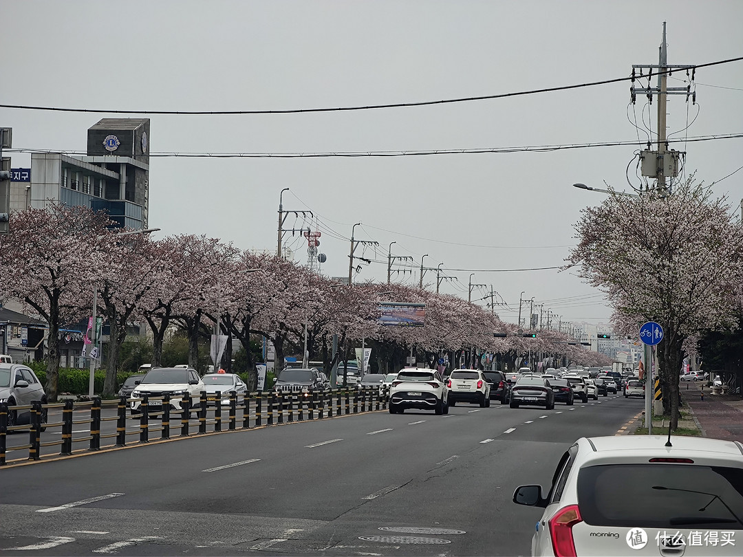 济州岛的樱花