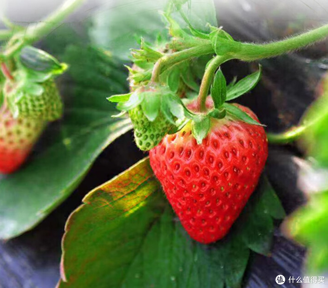 丹东草莓，春天的甜蜜诱惑，你尝过吗？