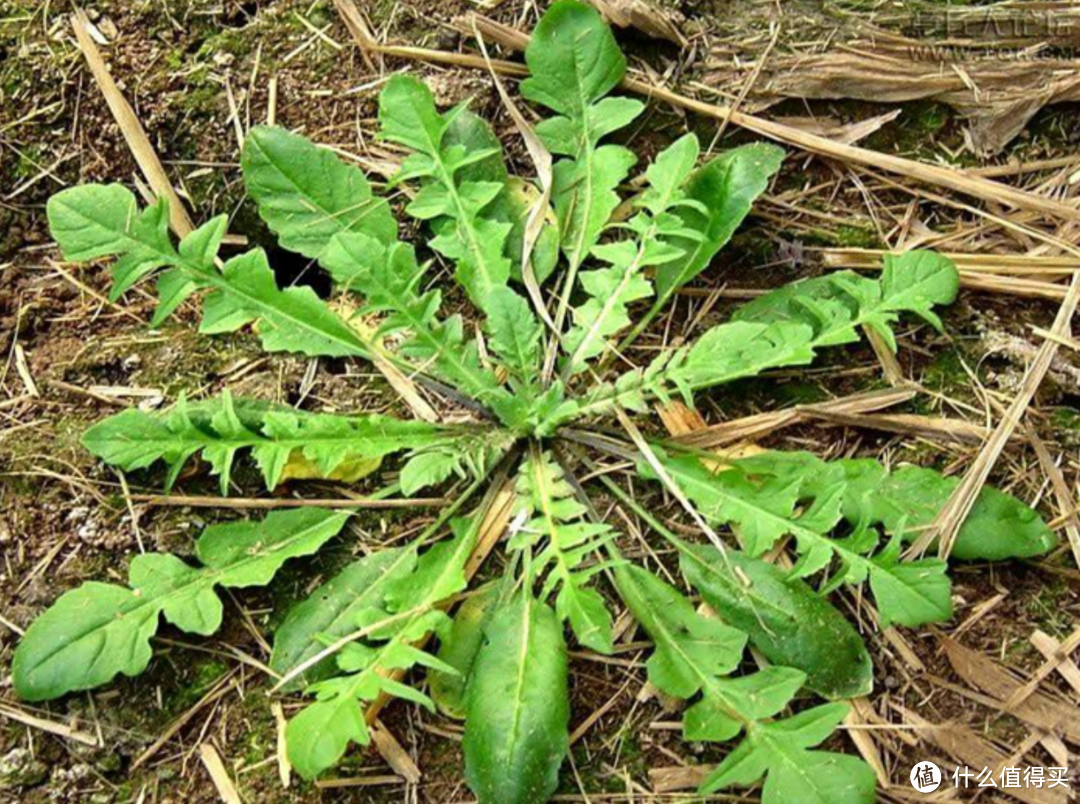 那些野菜好吃