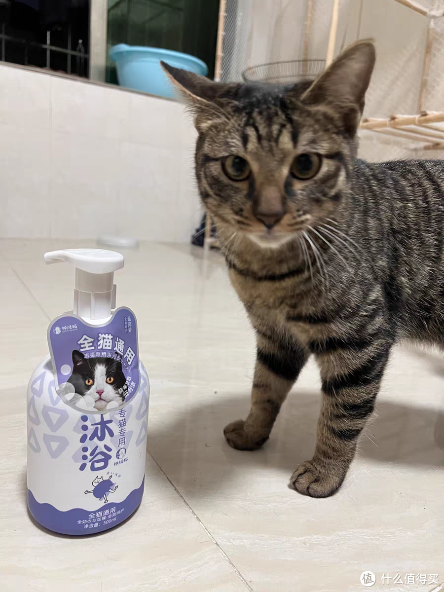 瞅瞅这爱洗澡的乡村小花猫