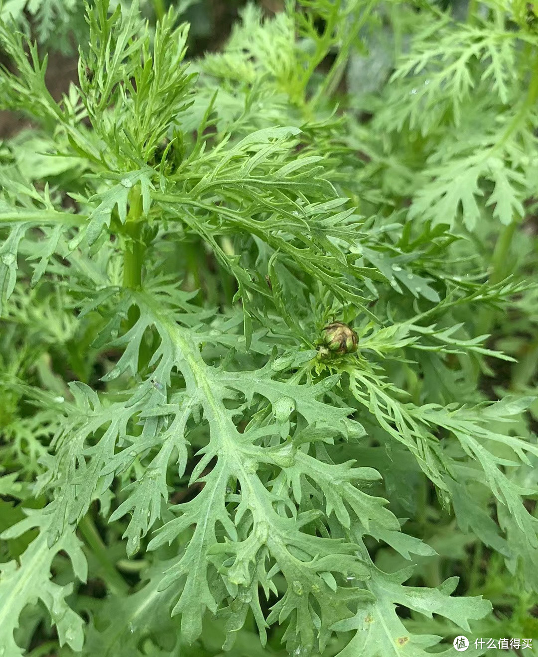 春食茼蒿