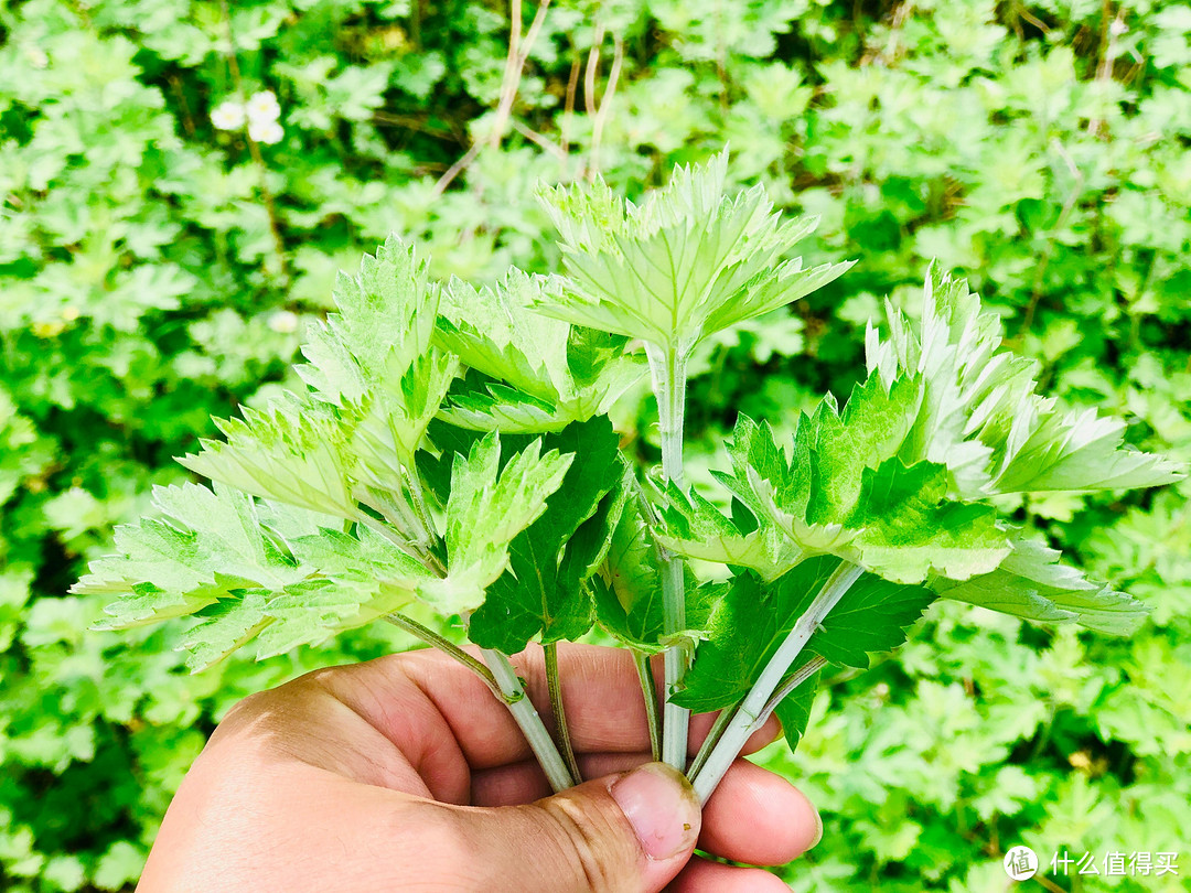 老话讲：春天吃一草，百岁不显老！建议谷雨前多吃它，一排毒，二驱寒，三安神，遇见别错过！