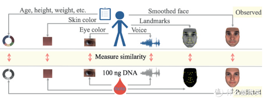 基因可以预测人的相貌，可怕不？