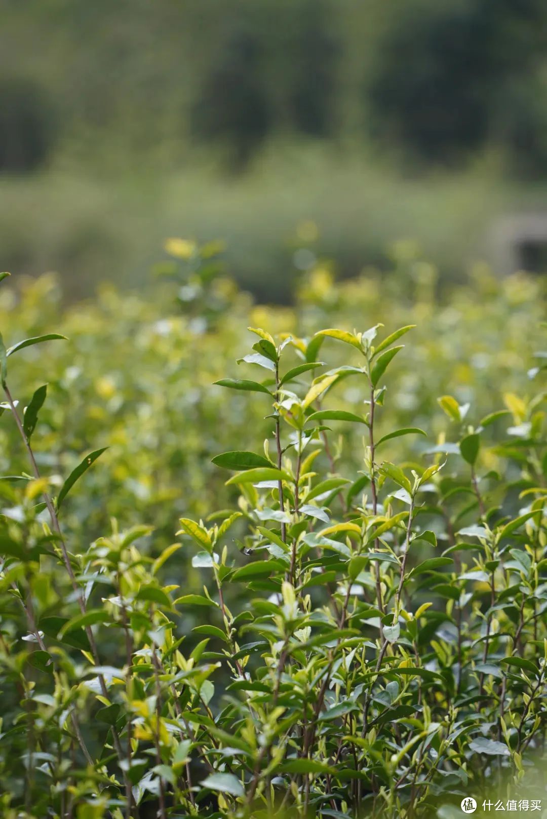 春游江淮 请来池州 | 来青阳，轻煮时光慢煮茶