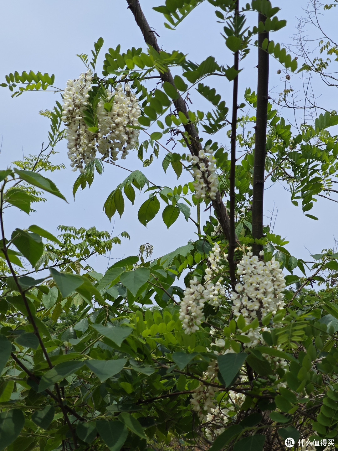 春天来了，你吃过槐花吗？