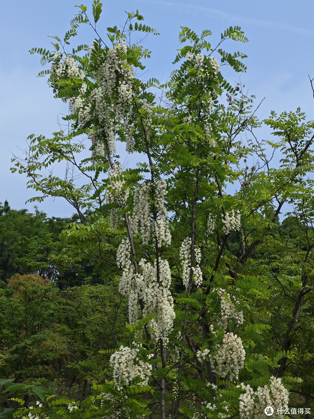 春天来了，你吃过槐花吗？