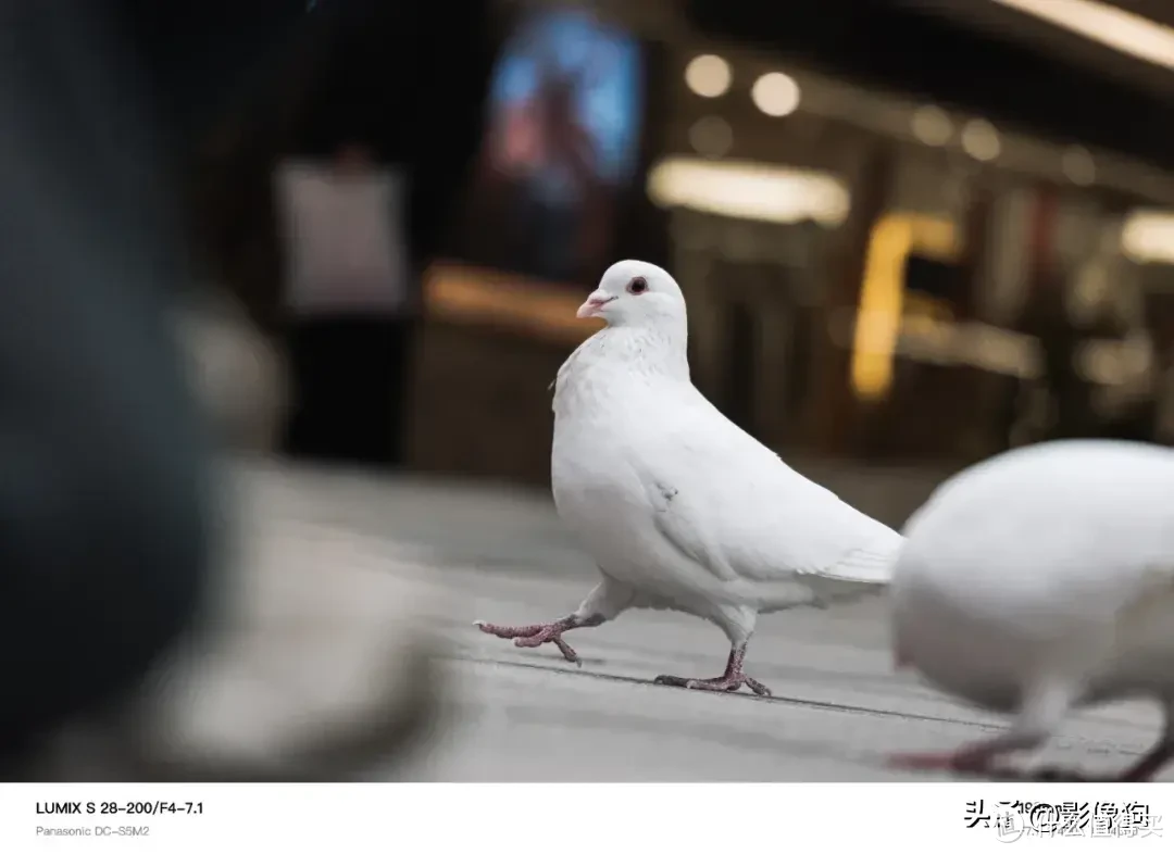 超轻超小天涯镜？松下 28-200mm F4-7.1 MACRO O.I.S.