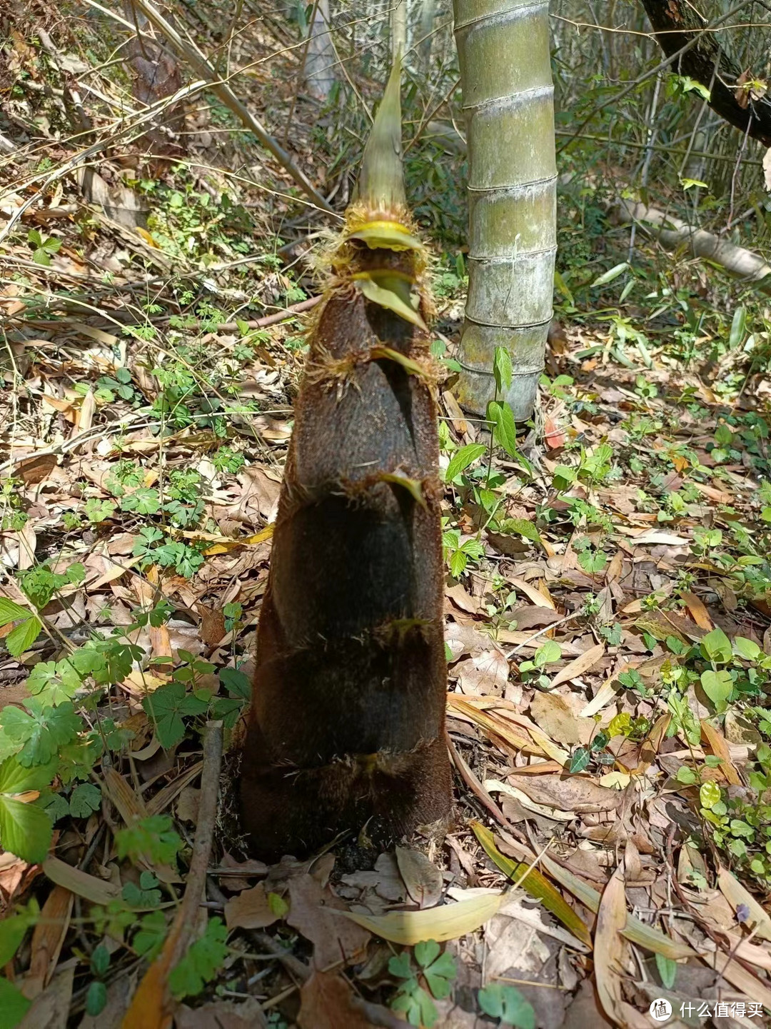 春季限定！探寻竹林深处的鲜嫩竹笋