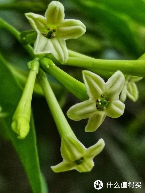 蚊子最“讨厌”的花卉植物，家里“养几盆”，夏天好“驱蚊”