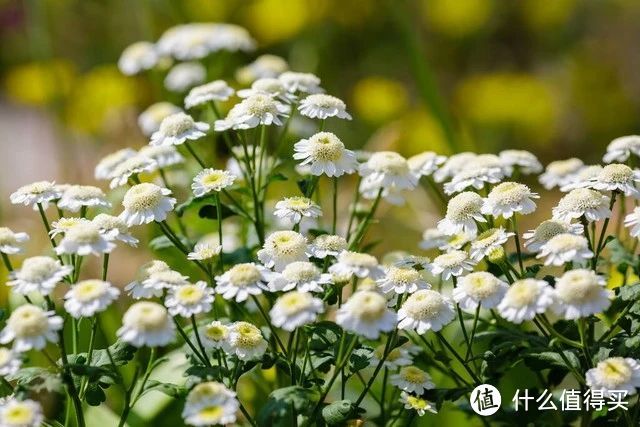 蚊子最“讨厌”的花卉植物，家里“养几盆”，夏天好“驱蚊”