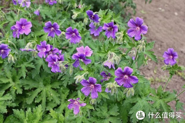 蚊子最“讨厌”的花卉植物，家里“养几盆”，夏天好“驱蚊”