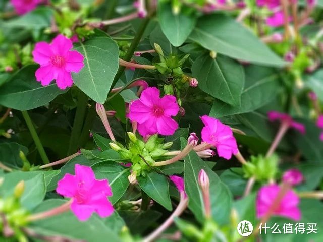 蚊子最“讨厌”的花卉植物，家里“养几盆”，夏天好“驱蚊”