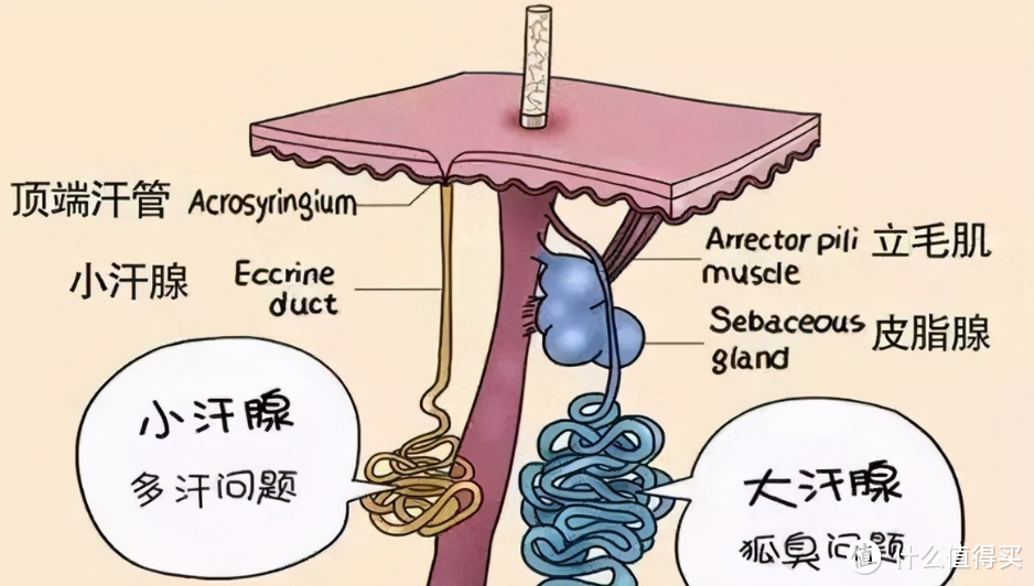 不想晚上再被蚊子吵醒了，有什么办法解决蚊虫困扰吗？