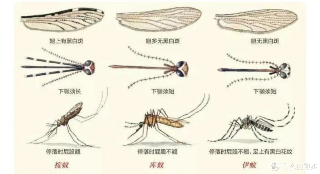 你了解蚊子吗，知道蚊子的生活习性吗，有哪些科学防蚊的方法呢？