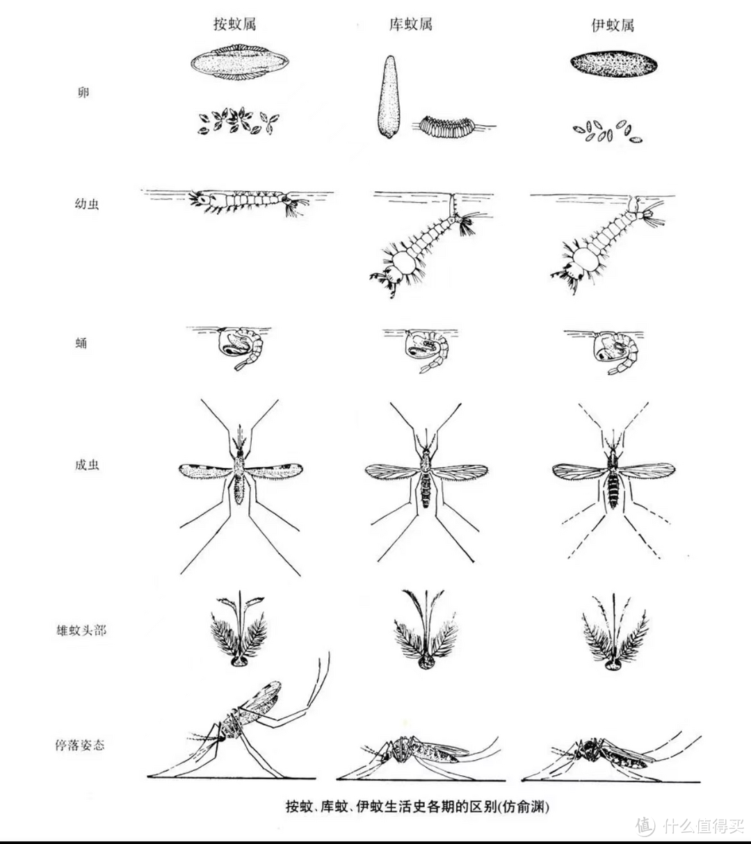 你了解蚊子吗，知道蚊子的生活习性吗，有哪些科学防蚊的方法呢？