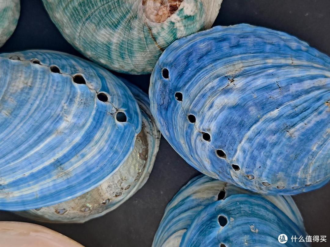 让贝壳收藏成为独特的爱好而发现自然美