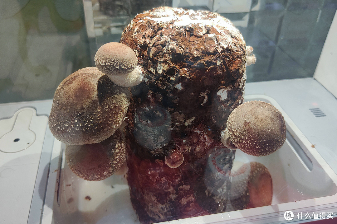 亲子种植新选择，超级菇菇生态箱让蘑菇轻松长大！