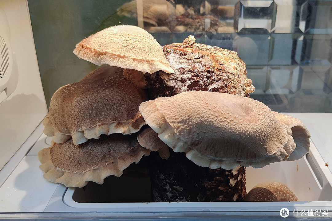 亲子种植新选择，超级菇菇生态箱让蘑菇轻松长大！