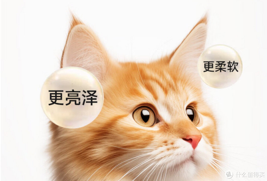 幼猫、成猫、老猫吃什么？看完这篇就会有答案