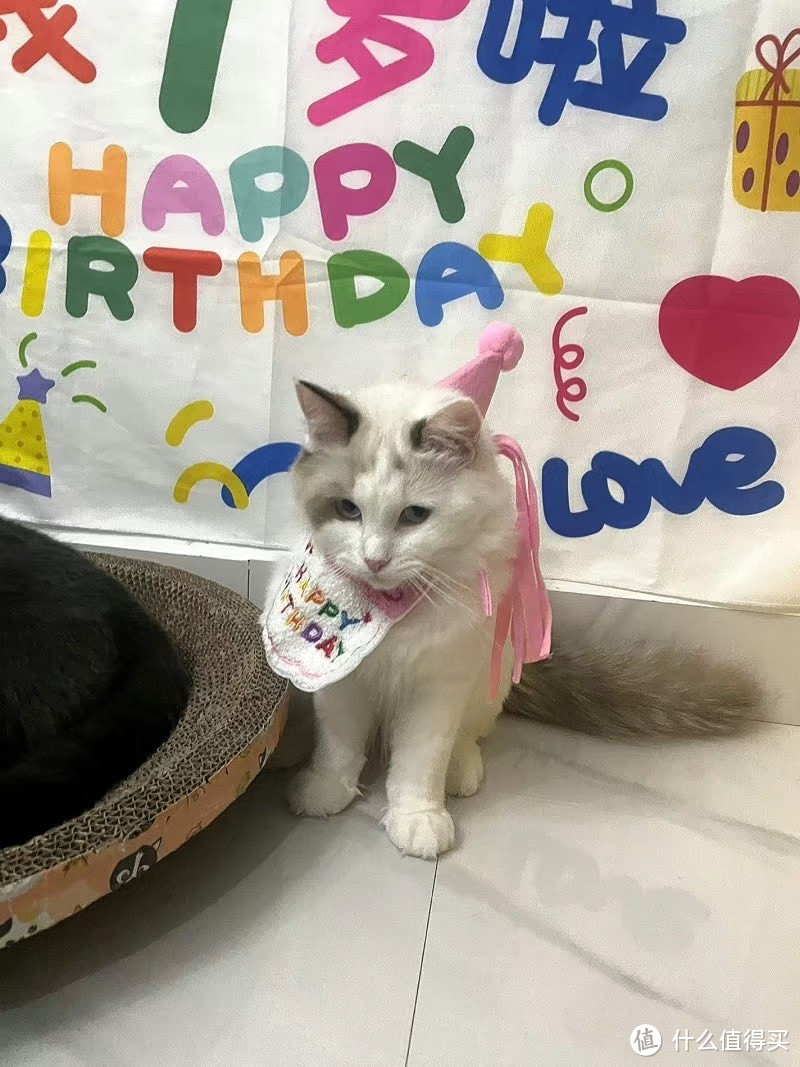 ins风宠物生日帽子装饰口水巾猫咪围兜