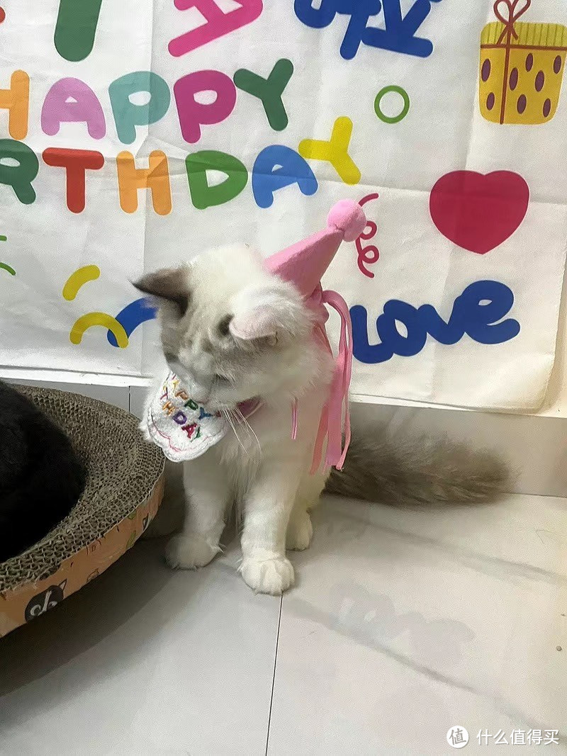 ins风宠物生日帽子装饰口水巾猫咪围兜