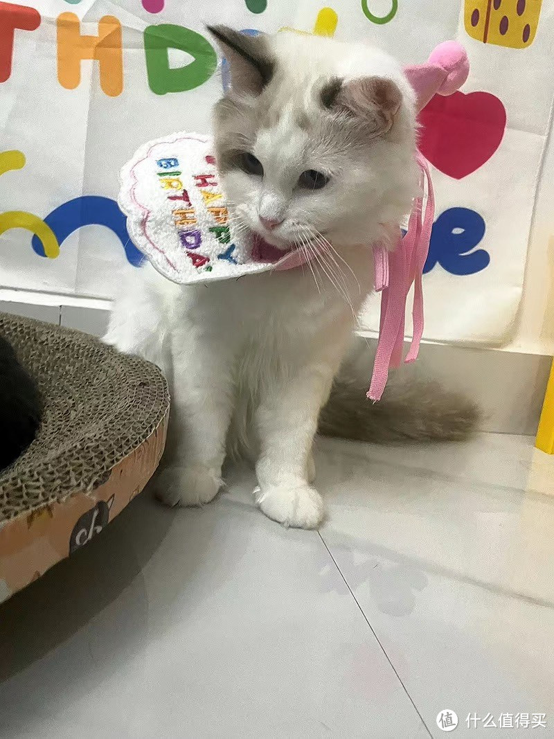 ins风宠物生日帽子装饰口水巾猫咪围兜