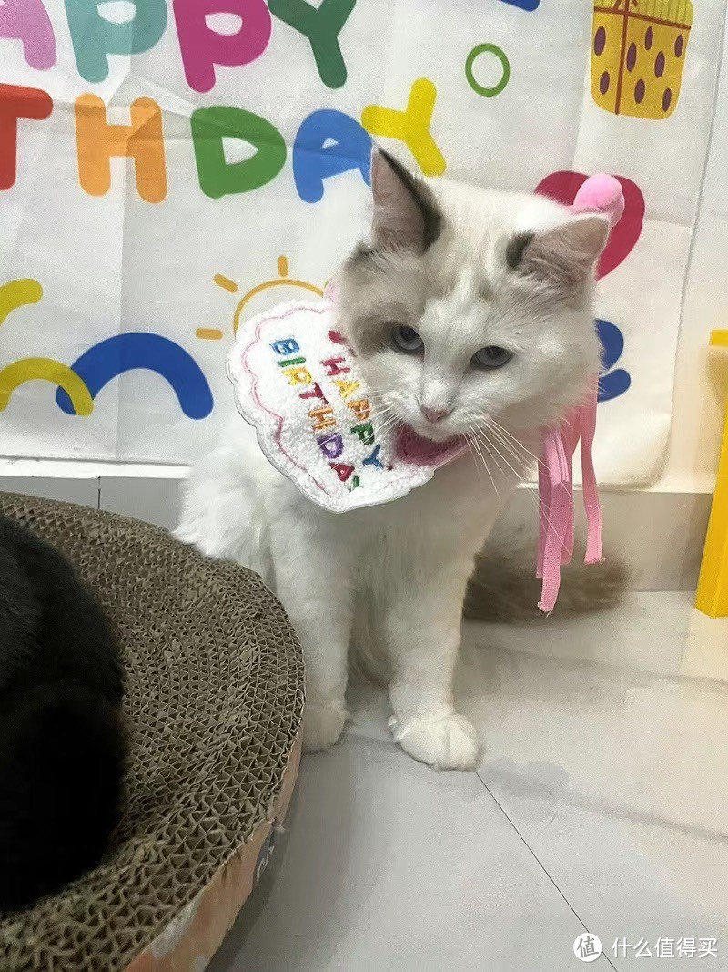 ins风宠物生日帽子装饰口水巾猫咪围兜