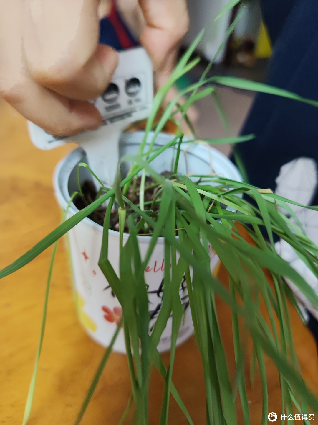 猫猫的宠物——猫草!