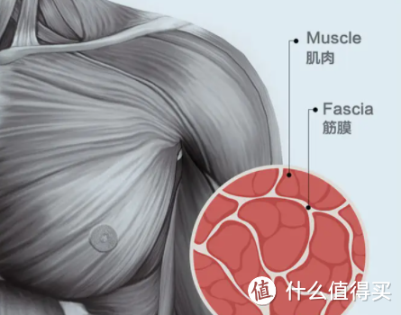 哪款筋膜枪最好用？五款常见品牌质量大曝光！